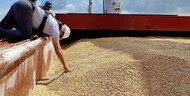 Milling wheat FOB Black sea