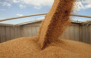 Milling wheat CIF Mukalla Yemen